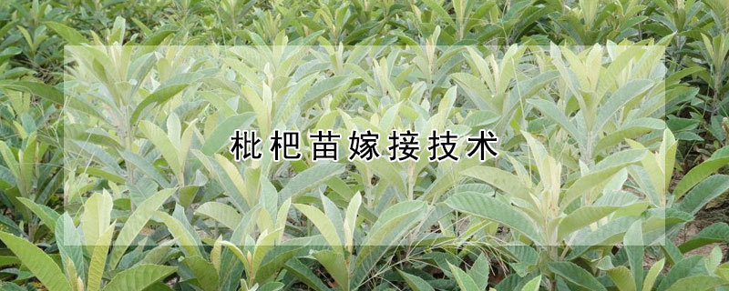 枇杷苗嫁接技術(shù)