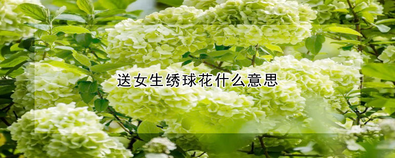 送女生繡球花什么意思