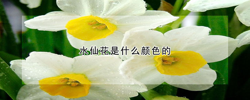 水仙花是什么顏色的