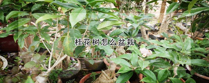 桂花樹怎么盆栽