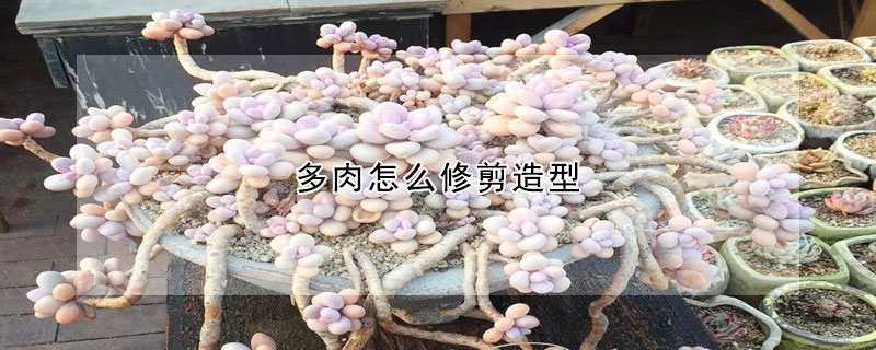 多肉怎么修剪造型