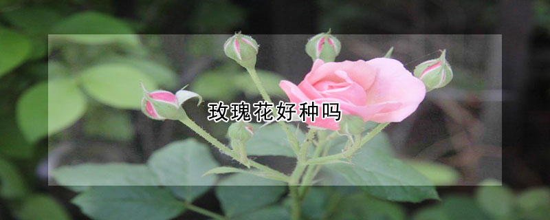 玫瑰花好種嗎