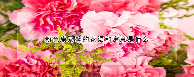 粉色康乃馨的花語(yǔ)和寓意是什么