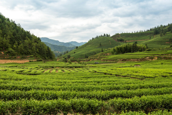 六大茶山是哪幾個 普洱新六大茶山是哪六個