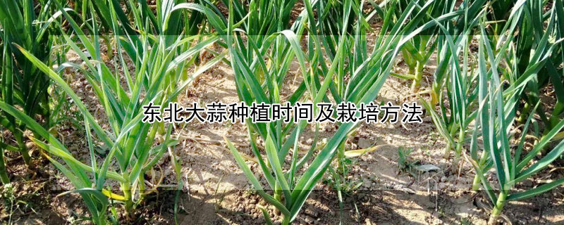 東北大蒜種植時間及栽培方法