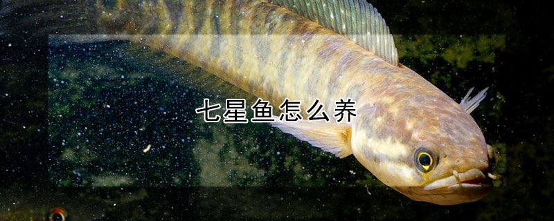 七星魚怎么養(yǎng)