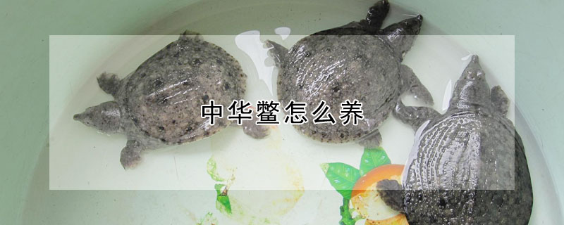 中華鱉怎么養(yǎng)