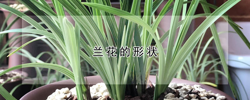 蘭花的形狀