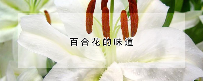 百合花的味道