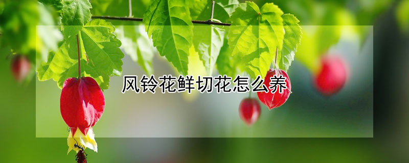 風鈴花鮮切花怎么養