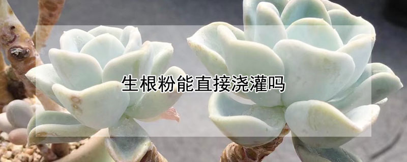 生根粉能直接澆灌嗎