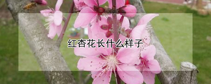 紅杏花長什么樣子