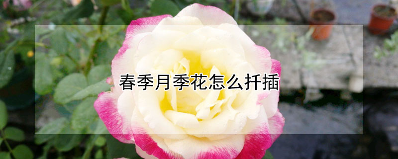 春季月季花怎么扦插