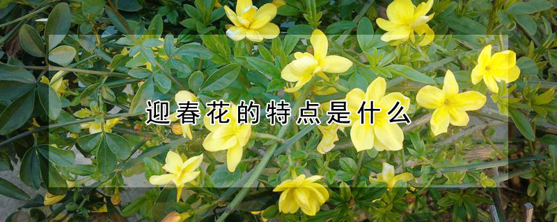 迎春花的特點(diǎn)是什么