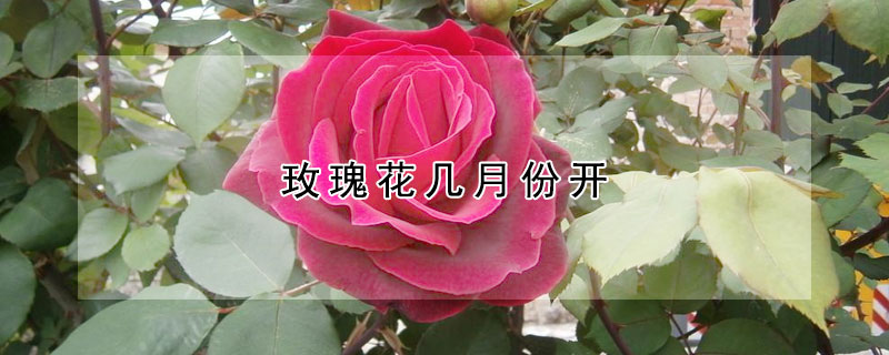 玫瑰花幾月份開