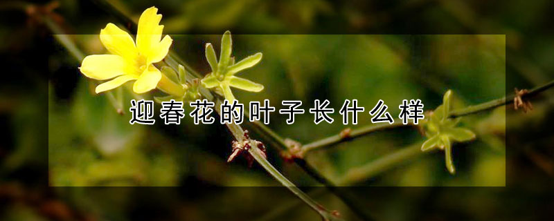 迎春花的葉子長什么樣