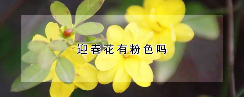 迎春花有粉色嗎