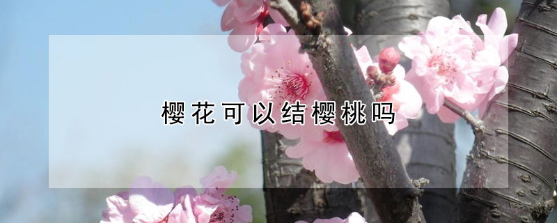 櫻花可以結(jié)櫻桃嗎