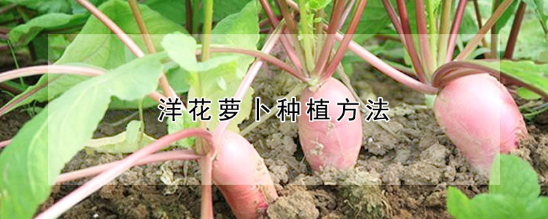 洋花蘿卜種植方法