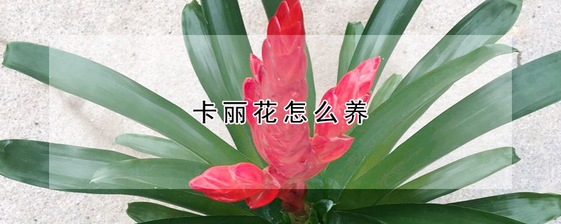 卡麗花怎么養