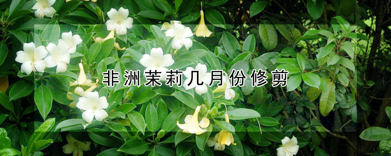 非洲茉莉幾月份修剪