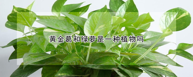 黃金葛和綠蘿是一種植物嗎