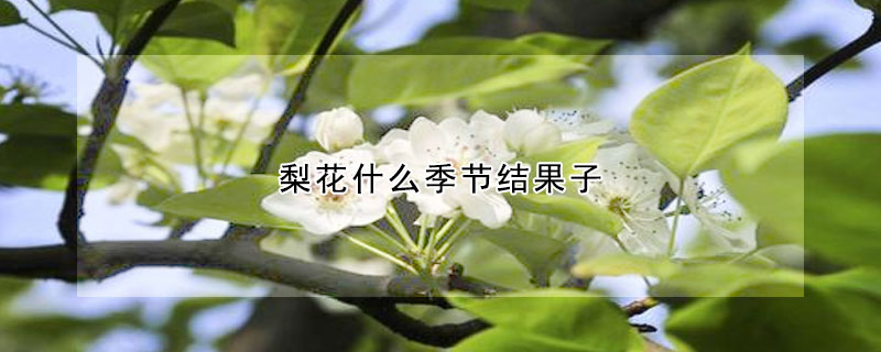 梨花什么季節結果子