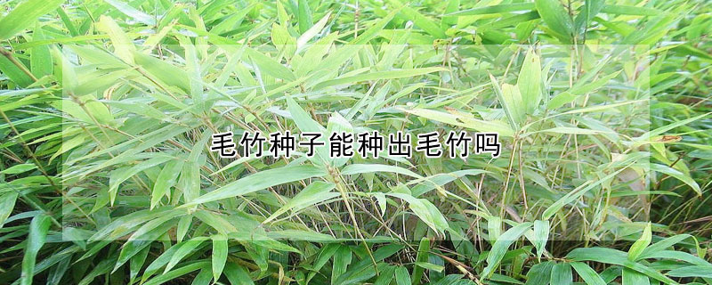 毛竹種子能種出毛竹嗎