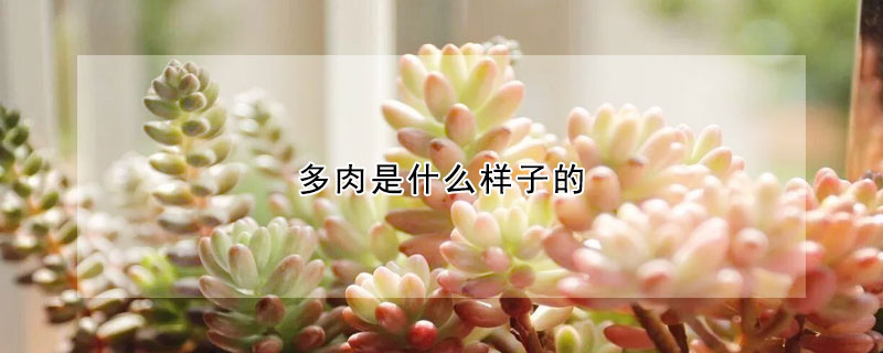 多肉是什么樣子的