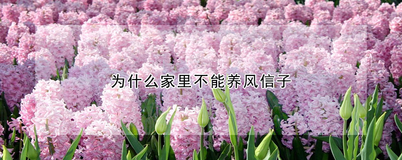 為什么家里不能養(yǎng)風(fēng)信子