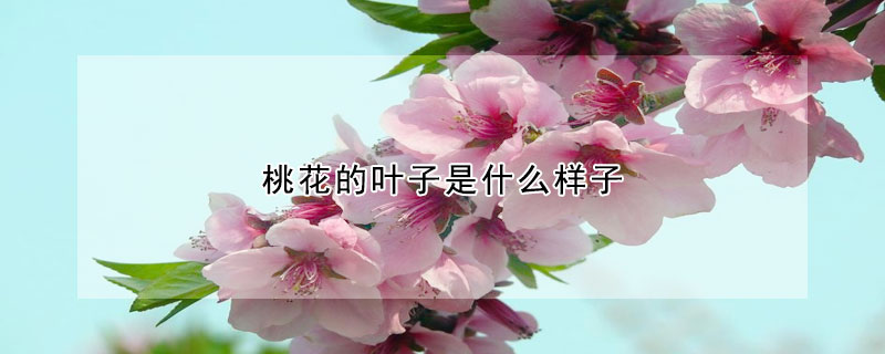 桃花的葉子是什么樣子