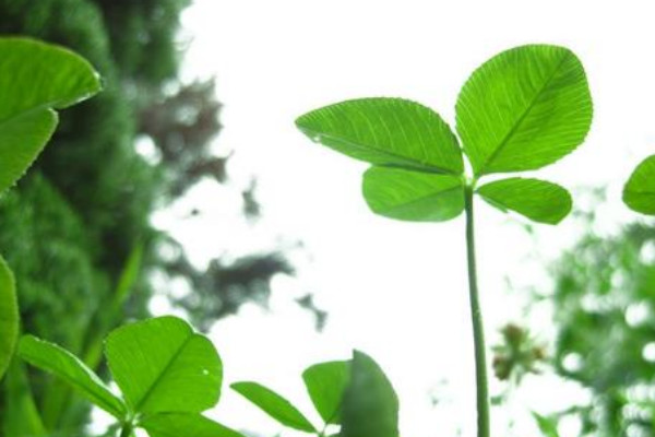 幸運草的養殖方法和注意事項