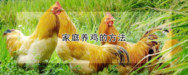 家庭養(yǎng)雞的方法