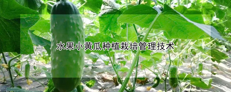 水果小黃瓜種植栽培管理技術