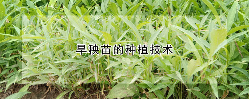 旱秧苗的種植技術