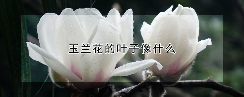 玉蘭花的葉子像什么