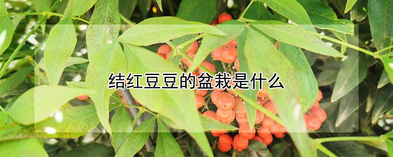 結紅豆豆的盆栽是什么