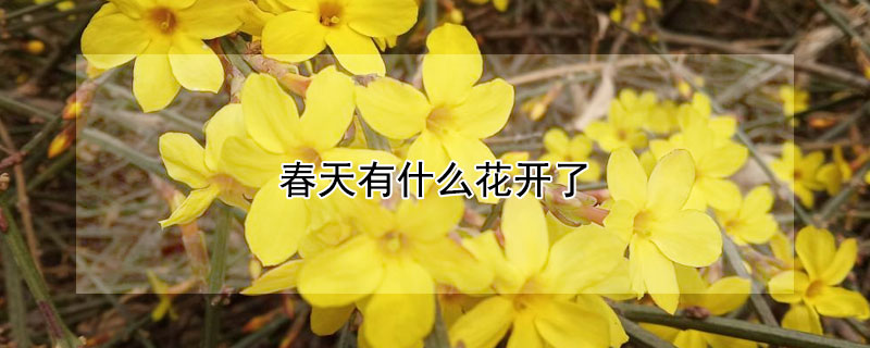 春天有什么花開了