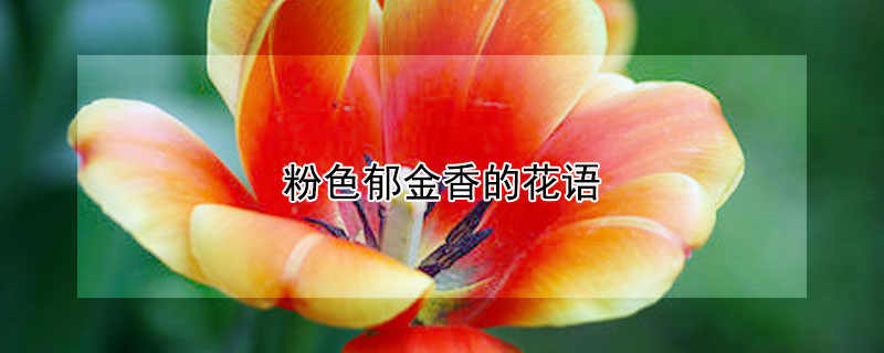 粉色郁金香的花語