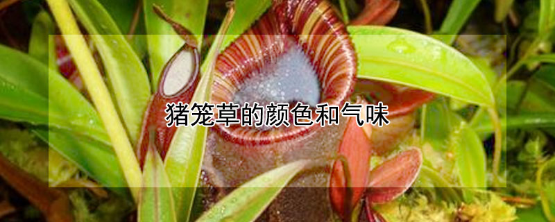 豬籠草的顏色和氣味