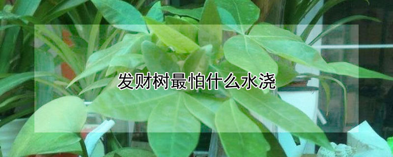 發(fā)財(cái)樹最怕什么水澆