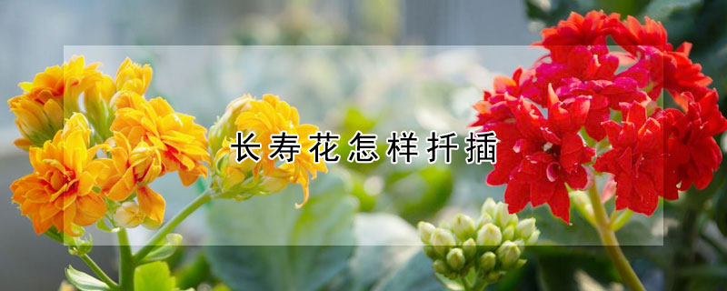 長壽花怎樣扦插