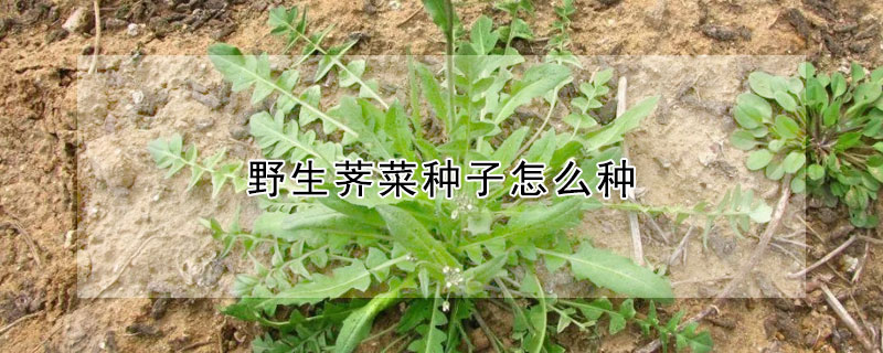 野生薺菜種子怎么種