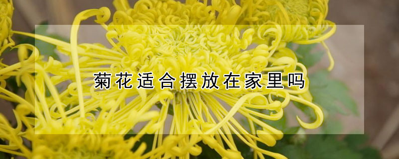 菊花適合擺放在家里嗎