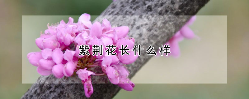 紫荊花長什么樣