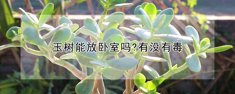 玉樹(shù)能放臥室嗎?有沒(méi)有毒