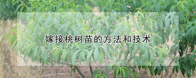 嫁接桃樹(shù)苗的方法和技術(shù)