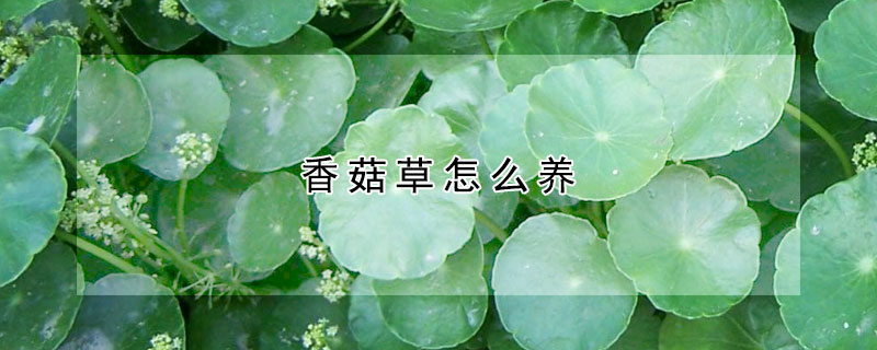 香菇草怎么養