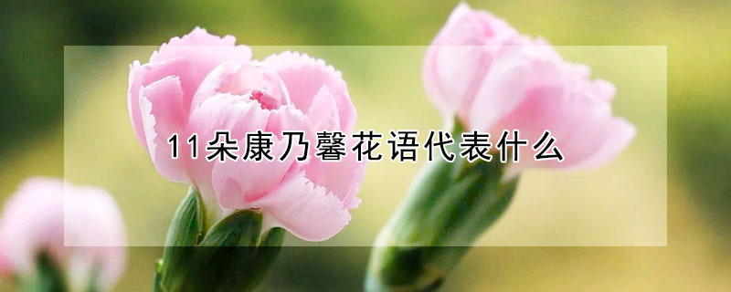 11朵康乃馨花語(yǔ)代表什么