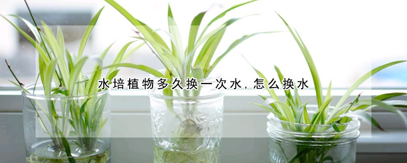 水培植物多久換一次水,怎么換水